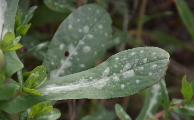 Cerinthe major